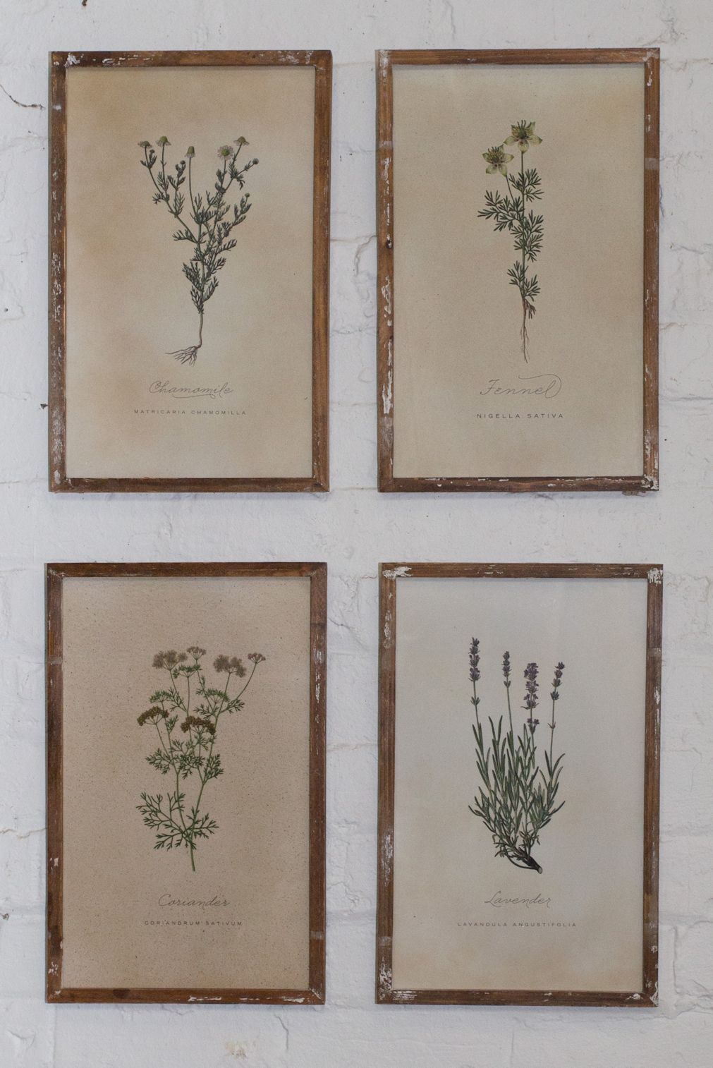 Set of 4 Herb Prints - Packed 2 per carton